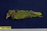 藏品(紅臉鸚鵡)的圖片